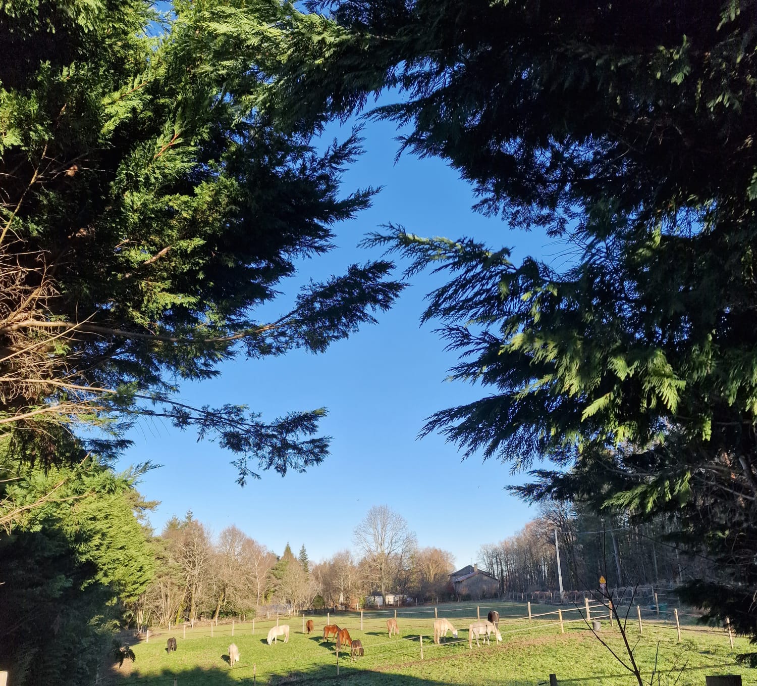 Straight Egyptian Arabian horses grazing on pasture at AL JABAL ARABIANS