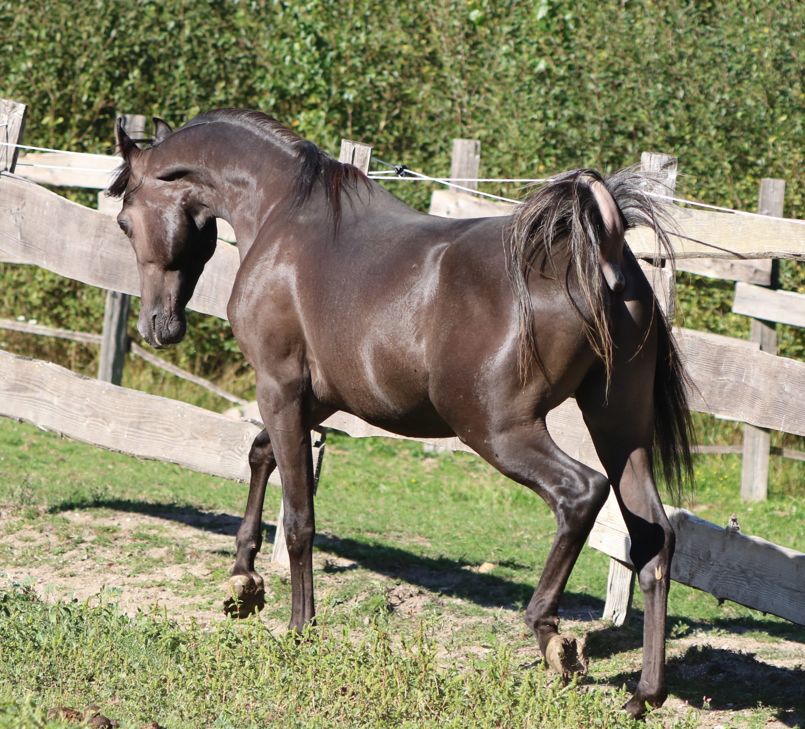 Malik El Assuad Al Jabal side view